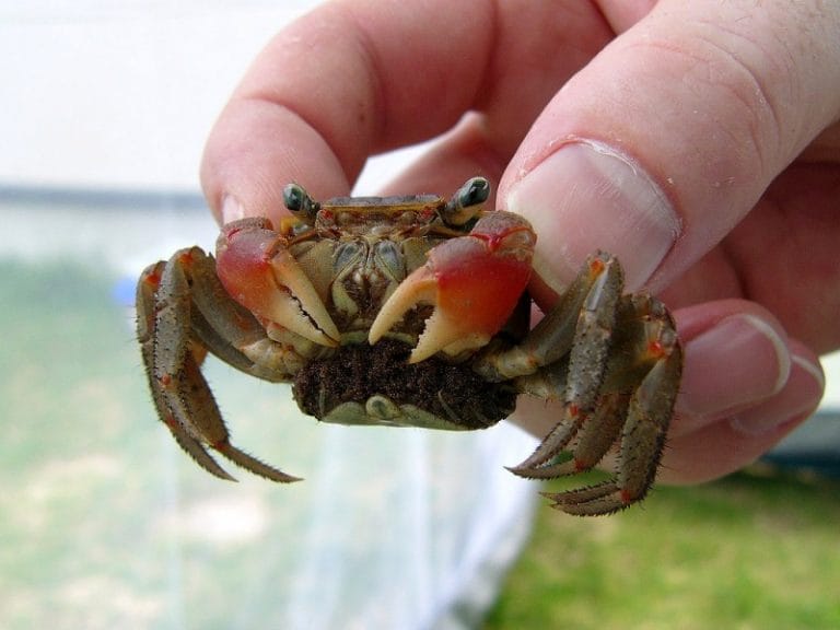 Red Claw Crab Facts, Habitat, Diet, Life Cycle, Baby, Pictures