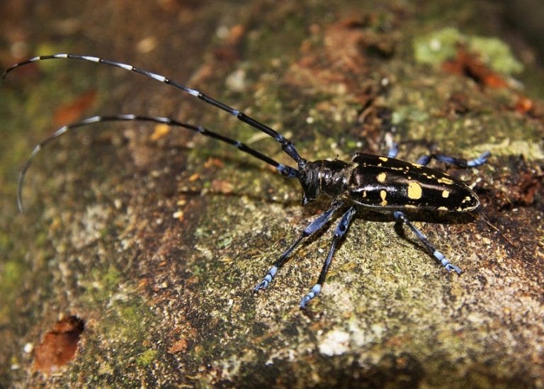 longhorned beetles predators Asian