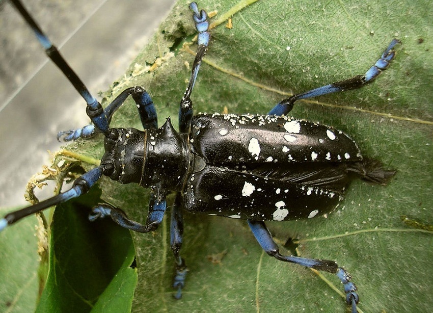Asian beetle habitat longhorned