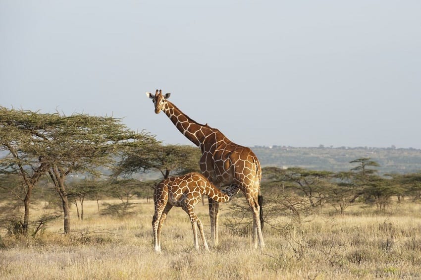 Masai Giraffe Facts Habitat Diet Life Cycle Pictures