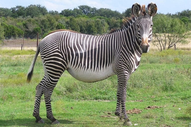 How Much Does A Zebra Weigh In Kg at Kathleen Crass blog