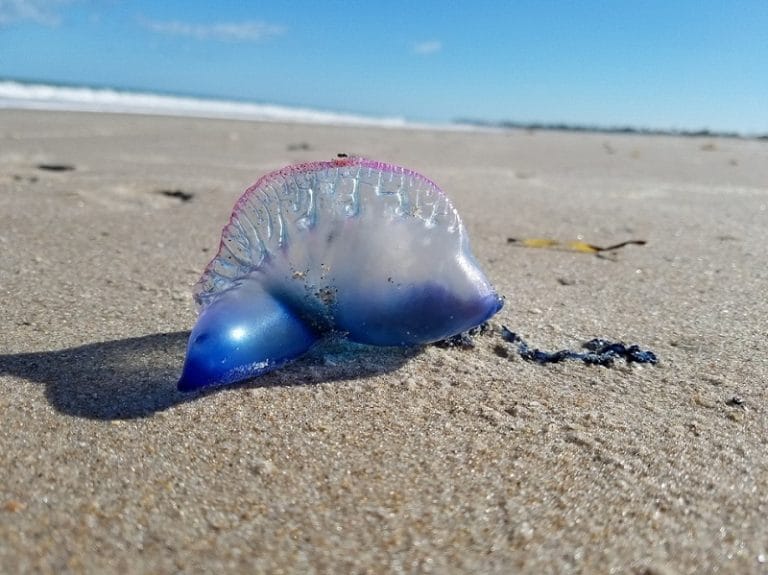 Goonch Catfish (Giant Catfish) Facts, Habitat, Diet, Pictures