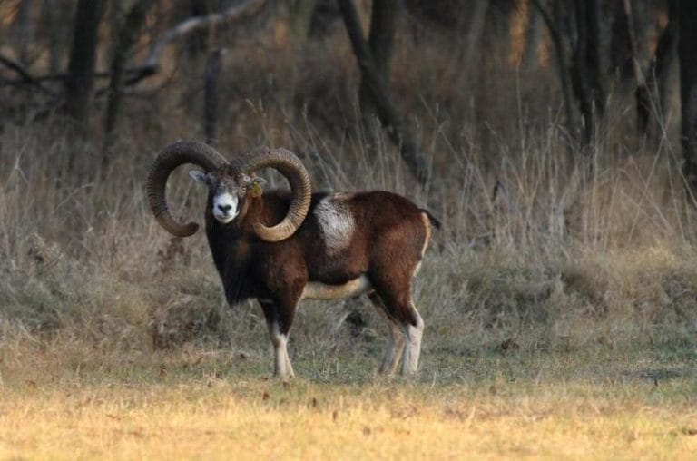 Mouflon Facts, Habitat, Diet, Pictures
