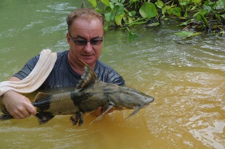 Goonch Catfish (Giant Catfish) Facts, Habitat, Diet, Pictures