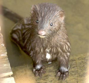 Pictures of American Mink