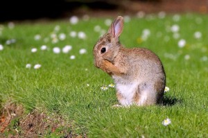 European Rabbit Image