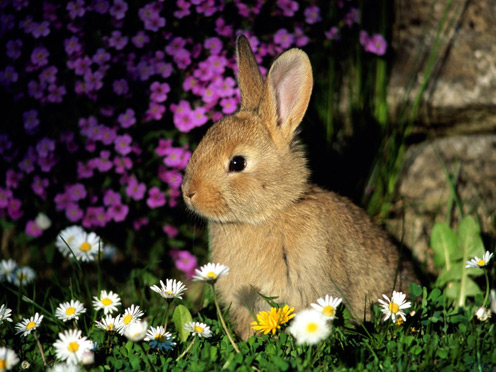 European Rabbit Image 3
