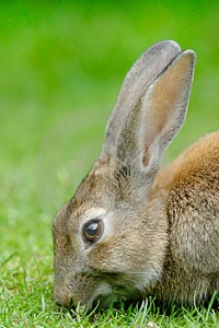 European Rabbit Diet Image