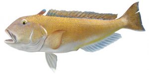 Golden Tilefish Pictures