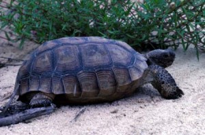 photos of Gopher Tortoise