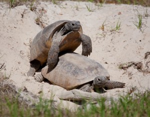 pictures of Gopher Tortoise