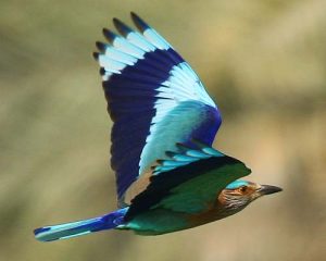 Indian Roller photos