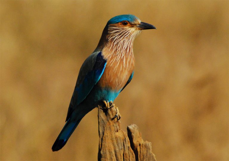 India Rolt Indian Roller - Facts, Behavior, Diet, Types, Habitat, Lifespan, and ...