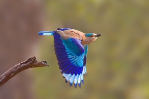 Pictures of Indian Roller