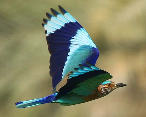 Indian Roller - Behavior, Facts, Diet, Types, Habitat, Lifespan and Pictures