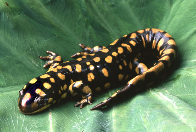 Animal Figure; Tiger Salamander