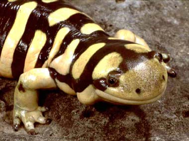 baby tiger salamander