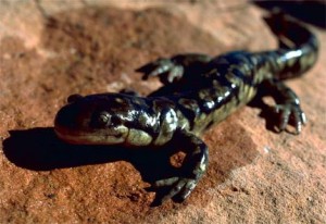 Pictures of Tiger Salamander