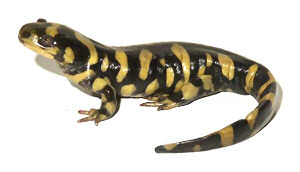 baby tiger salamander