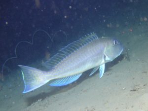 Tilefish Images