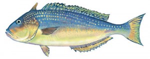 Tilefish Photos