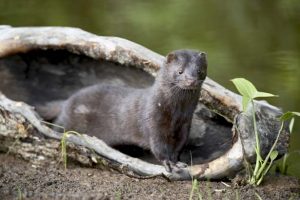 American Minks