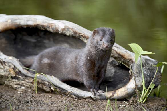 American Minks