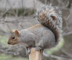 image of eastern gray squirrel