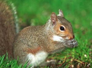 picture of eastern gray squirrel