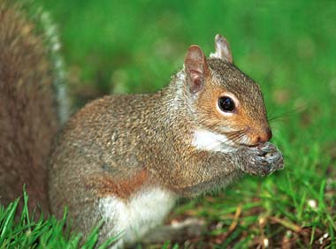 picture of eastern gray squirrel