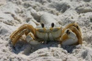 Ghost Crab images