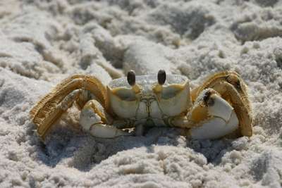care este vederea unui crab restabiliți vederea cu masaj