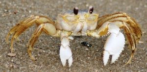 pictures of Ghost Crab