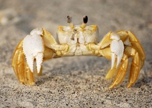 Ghost Crabs