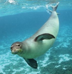 hawaiian monk seal