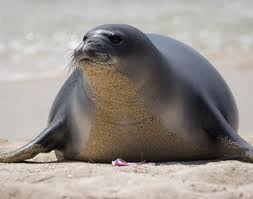 hawaiian monk seal in sand
