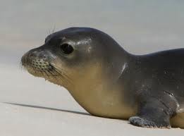 hawaiian monk seal pup