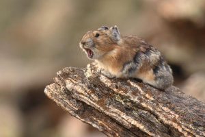 American Pika Call