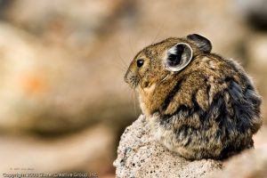 American Pika Photos