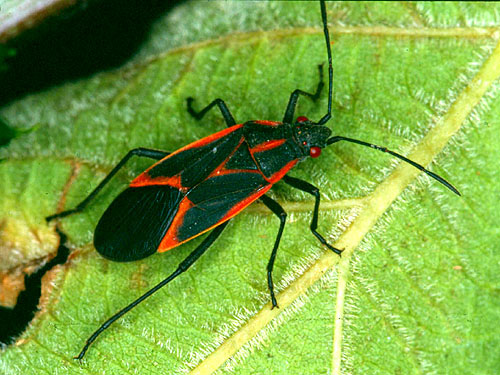 images of Boxelder Bug