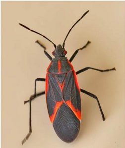 pictures of Boxelder Bug