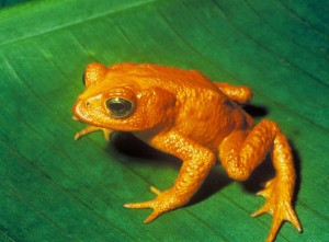Golden Toad Images