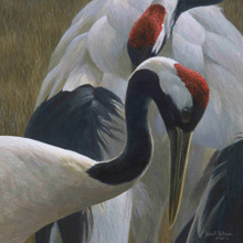 RED CROWNED CRANE PICTURE