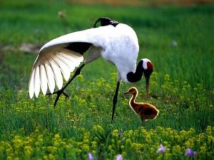 RED CROWNED CRANE WITH YOUNG ONE PICTURE