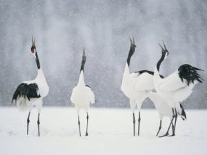 RED CROWN CRANE CALLING IN UNISON