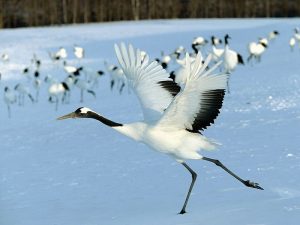 RED CROWNED CRANE IN DANCE