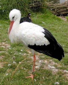 White Stork