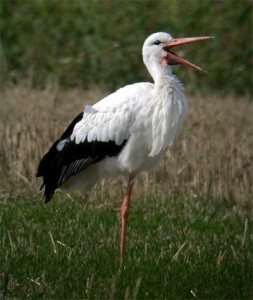 Pictures of White Stork