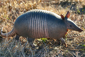 nine-banded-armadillo-images.jpg