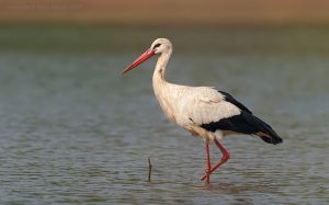 The White Stork Photos